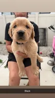 Black, a male Golden Retriever for sale in Los Angeles, CA – 1 of 1