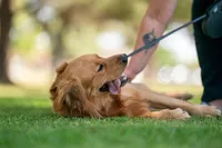 Ryder, a male Golden Retriever for sale in Salt Lake City, UT – 3 of 5