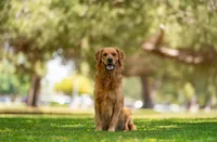 Ryder, a male Golden Retriever for sale in Salt Lake City, UT – 4 of 5
