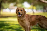 Ryder, a male Golden Retriever for sale in Salt Lake City, UT – 2 of 5