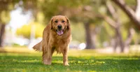 Ryder, a male Golden Retriever for sale in Salt Lake City, UT – 5 of 5
