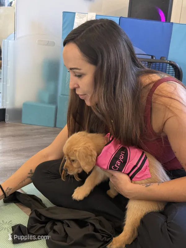 Pink – Golden Retriever puppy for sale in Los Angeles, CA