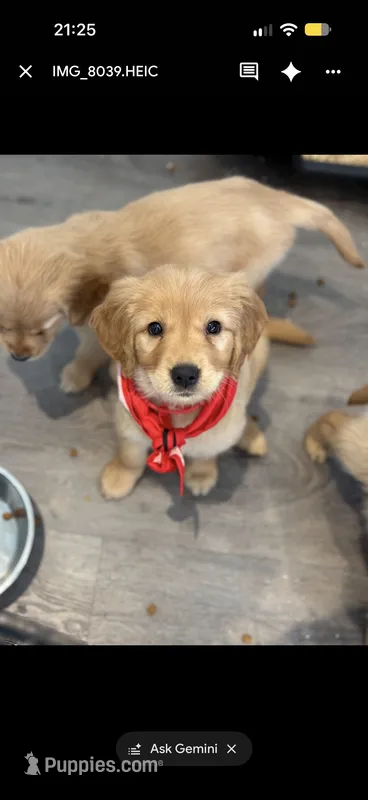 Red – Golden Retriever puppy for sale in Los Angeles, CA