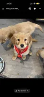 Red, a male Golden Retriever for sale in Los Angeles, CA – 1 of 3