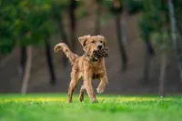 Ranger, a male Golden Retriever for sale in Salt Lake City, UT – 2 of 2