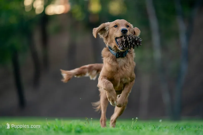 Ranger – Golden Retriever puppy for sale in Salt Lake City, UT