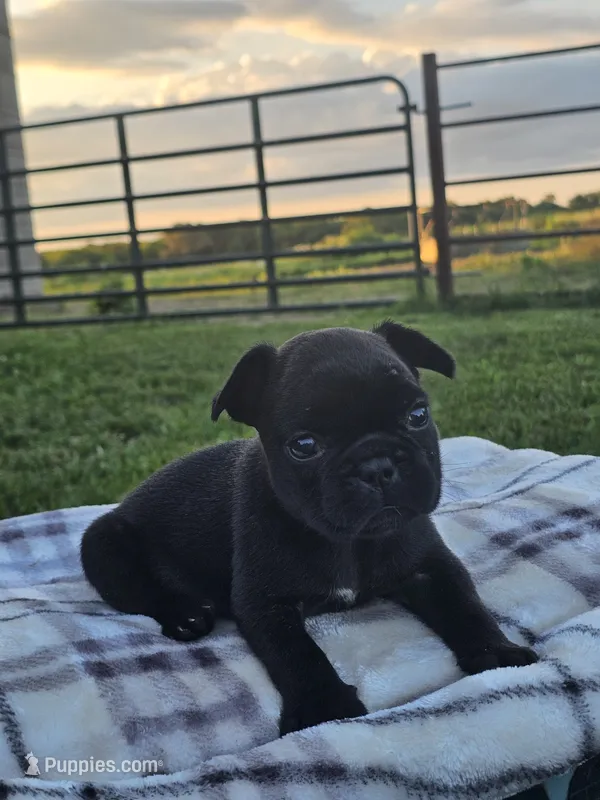 Guava – French Bulldog puppy for sale in Jamesport, MO