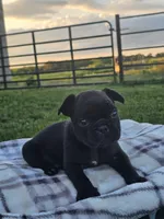 Guava, a female French Bulldog for sale in Jamesport, MO – 1 of 3