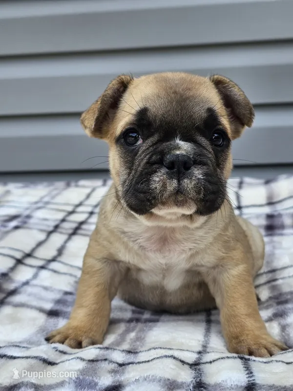 Cedar – French Bulldog puppy for sale in Jamesport, MO