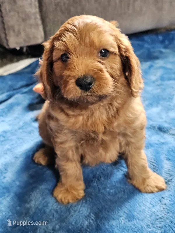 Iris – Cavapoo puppy for sale in Jamesport, MO