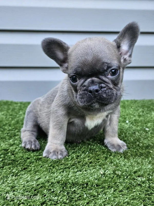 Melody – French Bulldog puppy for sale in Jamesport, MO