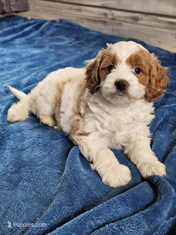 Ivory  – Cavapoo puppy for sale in Jamesport, MO