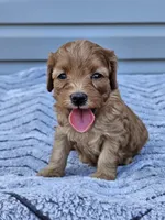 Koko , a female Cavapoo for sale in Jamesport, MO – 2 of 3