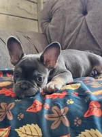 Marina, a female French Bulldog for sale in Jamesport, MO – 3 of 8