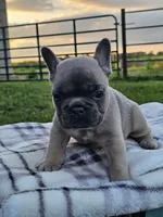 Gemma, a female French Bulldog for sale in Jamesport, MO – 3 of 4