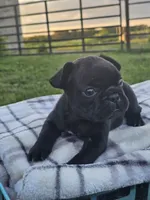 Guava, a female French Bulldog for sale in Jamesport, MO – 3 of 3