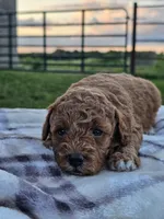 Isla, a female Cavapoo for sale in Jamesport, MO – 3 of 3