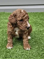 Lake, a male Cavapoo for sale in Jamesport, MO – 2 of 4