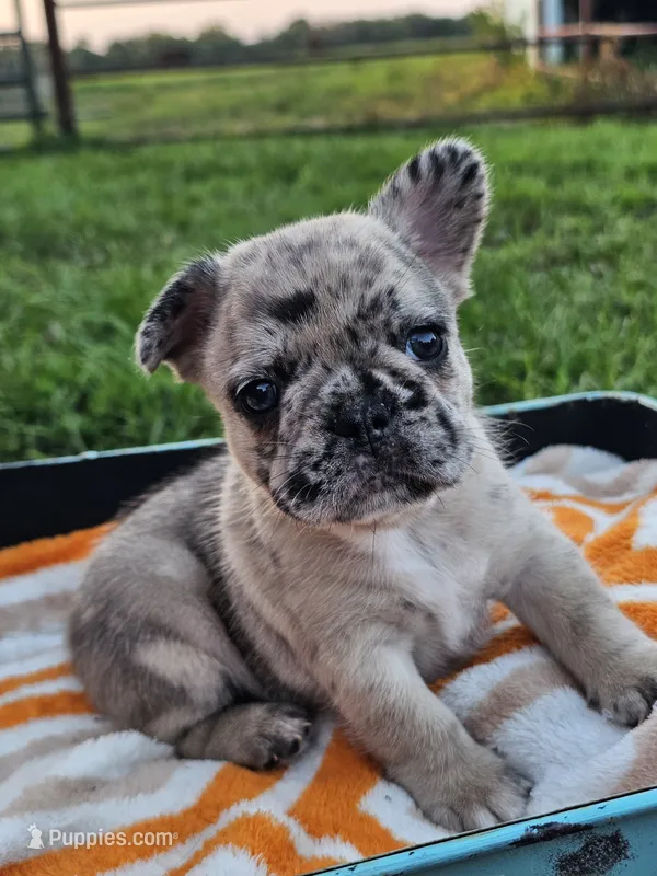 Meadow – French Bulldog puppy for sale in Jamesport, MO