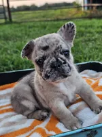 Meadow, a female French Bulldog for sale in Jamesport, MO – 1 of 4