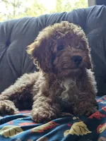 Indigo, a male Cavapoo for sale in Jamesport, MO – 1 of 5