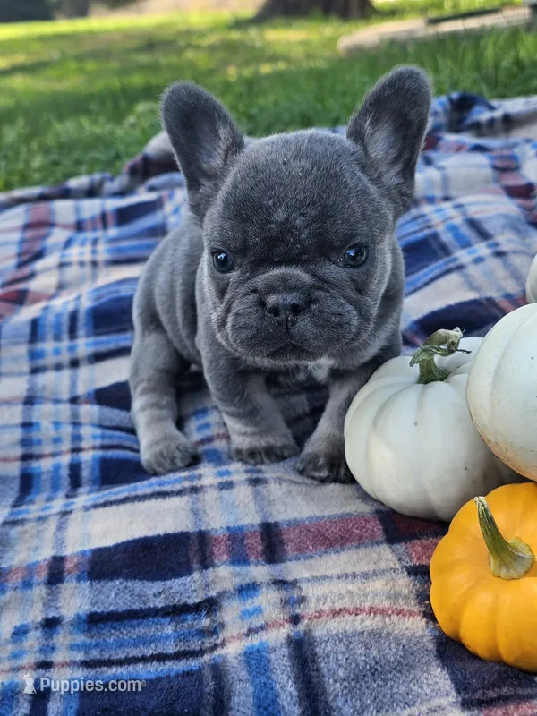 Quentin  – French Bulldog puppy for sale in Jamesport, MO