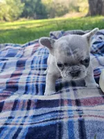 Quinn, a male French Bulldog for sale in Jamesport, MO – 1 of 5