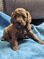 Lemon, a female Cavapoo for sale in Jamesport, MO – 1 of 5