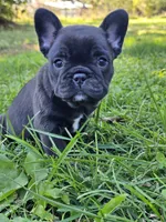Pine, a male French Bulldog for sale in Jamesport, MO – 3 of 5