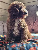 Lake, a male Cavapoo for sale in Jamesport, MO – 3 of 6