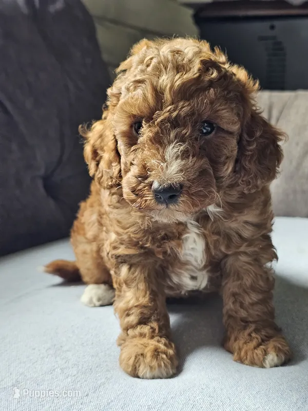 Lake – Cavapoo puppy for sale in Jamesport, MO