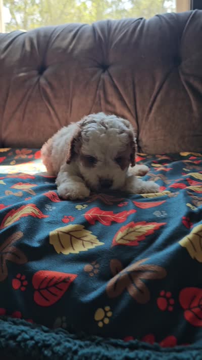 Nova, a female Cavapoo for sale in Jamesport, MO – 6 of 6