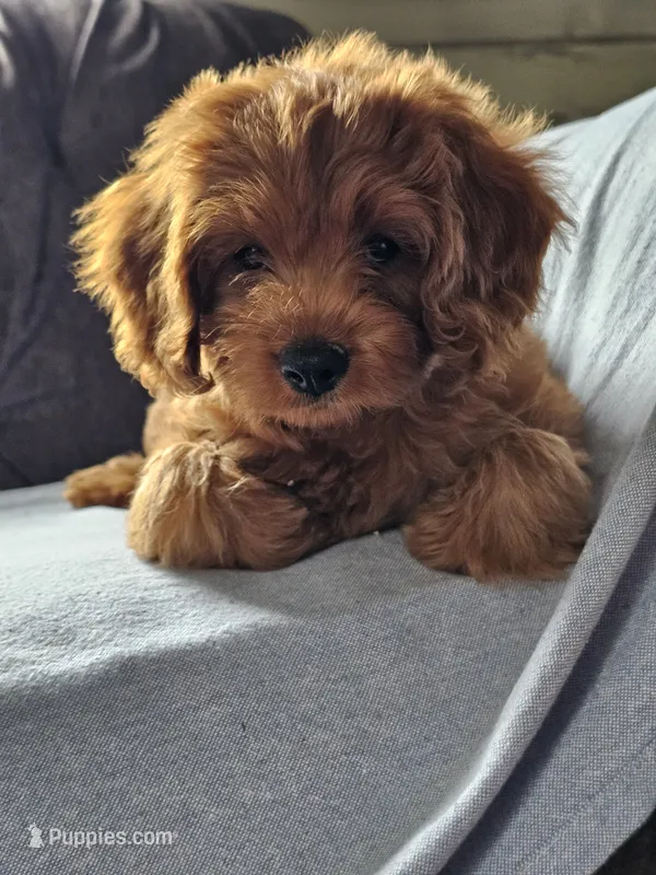 Iris – Cavapoo puppy for sale in Jamesport, MO