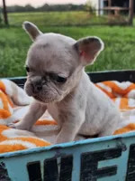 Marigold, a female French Bulldog for sale in Jamesport, MO – 2 of 5