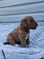 Koda, a male Cavapoo for sale in Jamesport, MO – 3 of 4