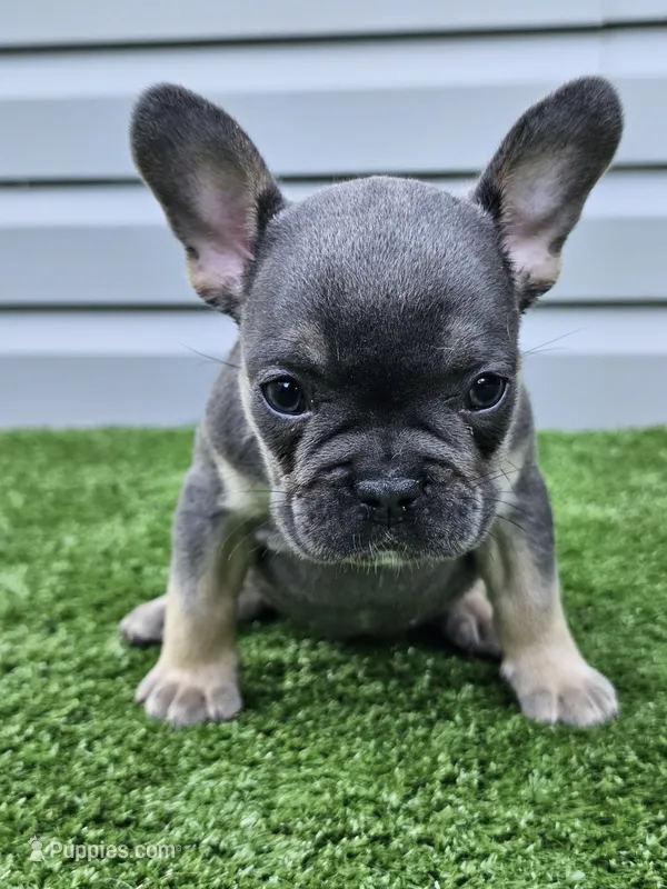 Marina – French Bulldog puppy for sale in Jamesport, MO