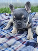 Qutie, a female French Bulldog for sale in Jamesport, MO – 2 of 5