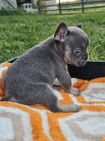 Marina, a female French Bulldog for sale in Jamesport, MO – 3 of 5