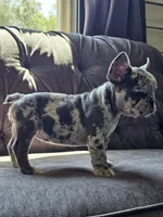 Mango, a female French Bulldog for sale in Jamesport, MO – 7 of 8