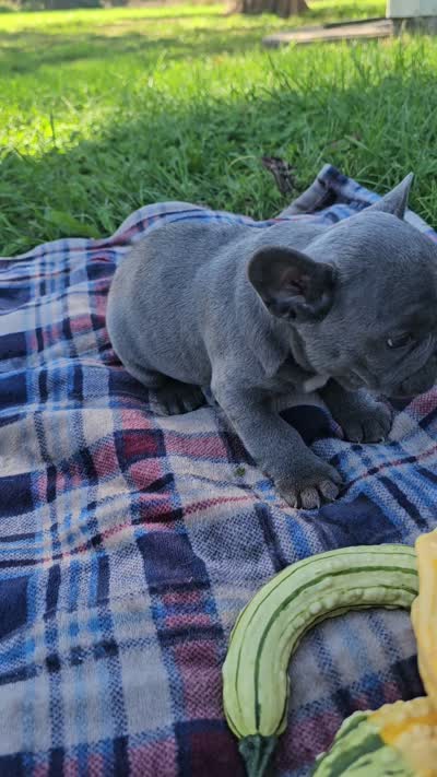 Patch, a male French Bulldog for sale in Jamesport, MO – 5 of 5