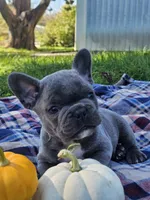 Patch, a male French Bulldog for sale in Jamesport, MO – 4 of 5