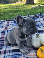 Quentin , a male French Bulldog for sale in Jamesport, MO – 3 of 5
