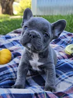 Pippin, a male French Bulldog for sale in Jamesport, MO – 2 of 5