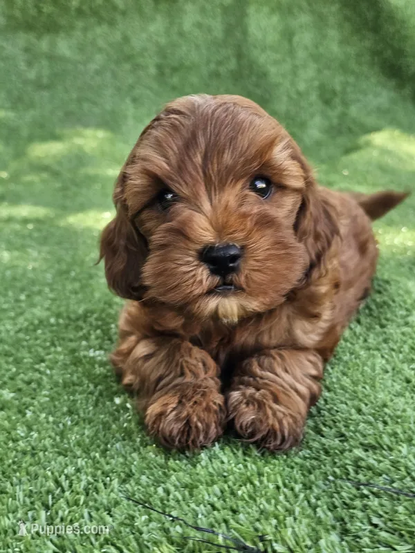 Leo – Cavapoo puppy for sale in Jamesport, MO