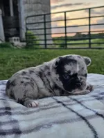 Harbor, a male French Bulldog for sale in Jamesport, MO – 2 of 3