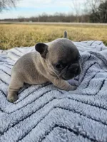 Blueberry , a female French Bulldog for sale in Jamesport, MO – Photo 2 of 5