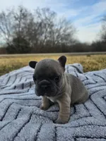 Blueberry , a female French Bulldog for sale in Jamesport, MO – Photo 3 of 5