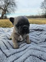 Blueberry , a female French Bulldog for sale in Jamesport, MO – Photo 1 of 5