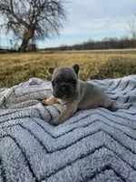 Blueberry , a female French Bulldog for sale in Jamesport, MO – Photo 4 of 5