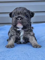 Calla, a female French Bulldog for sale in Jamesport, MO – Photo 2 of 4